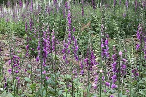 Foxgloves