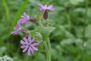 Red Campion
