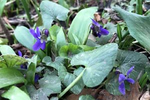 Violet