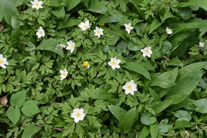 Wood anemone