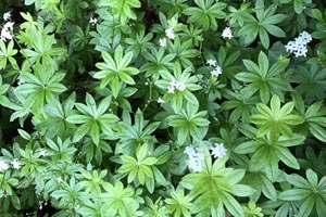 Woodruff
