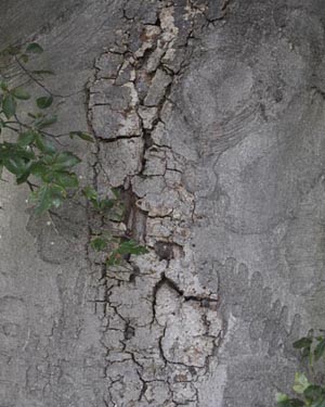 Beech tree trunk