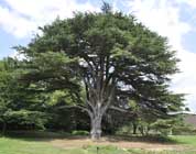 Cedar of Lebanon
