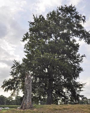 Round leaf beech