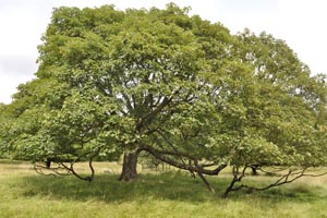 Field maple