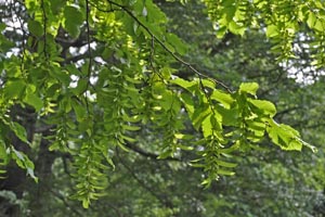 hornbeam leaves