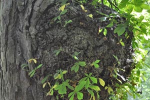 Horse chestnut burr