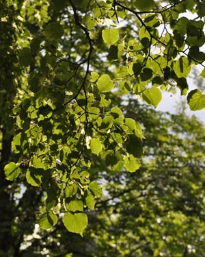 Lime tree leaves