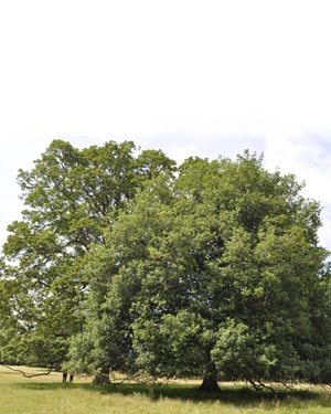 Oak and sycamore