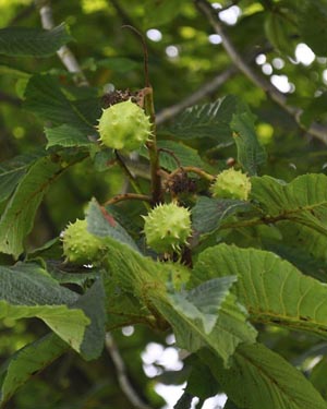 conkers