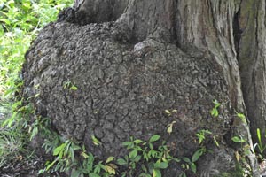 Horse chestnut burr