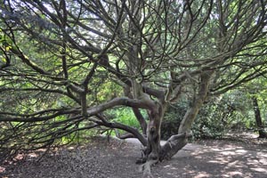 Rhododendron branches