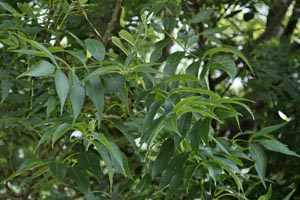 Walnut leaves