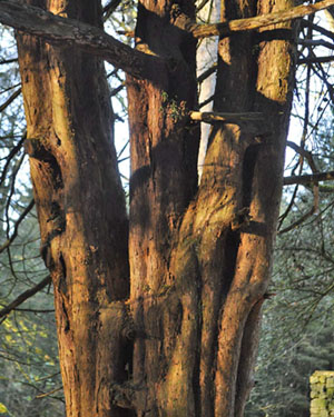 Yew wood