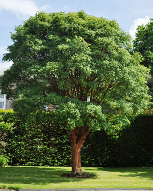 Acer griseum