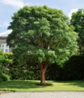 Acer griseum