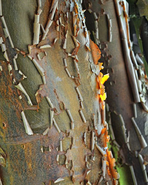 Acer griseum