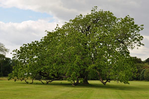 American Black Walnut