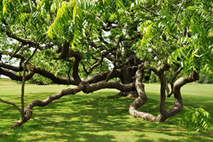 American Black Walnut