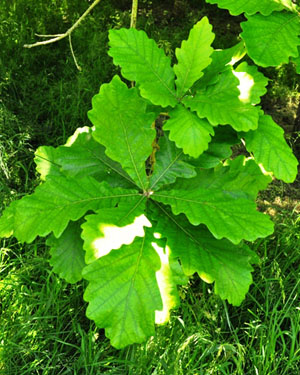 Quercus dentata