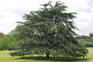 Cedar of Lebanon