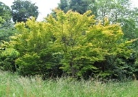 Coral bark maple
