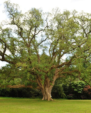 Quercus suber Cork oak