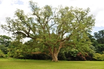 Quercus suber Cork oak