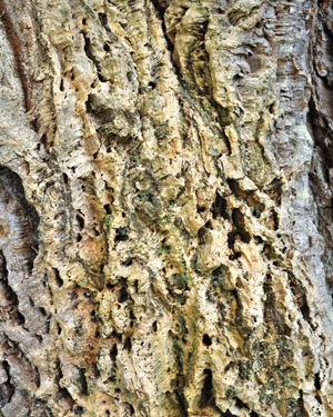 Cork oak bark