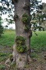 oak burr