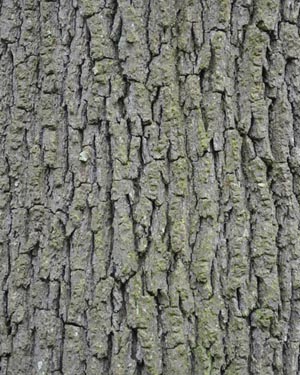 Oak bark