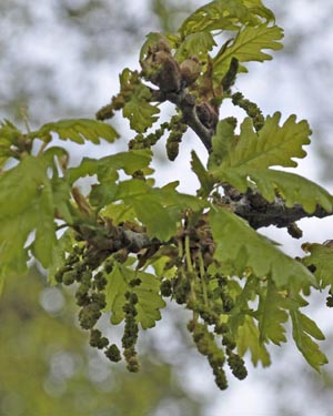 Oak leaf