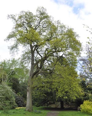 Oak tree