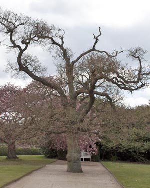 Duke of Cambridge Oak, pictured in June.
