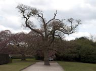 Quercus robur variegata
