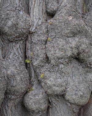 Lime burr
