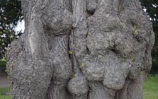 Burrs on a lime tree