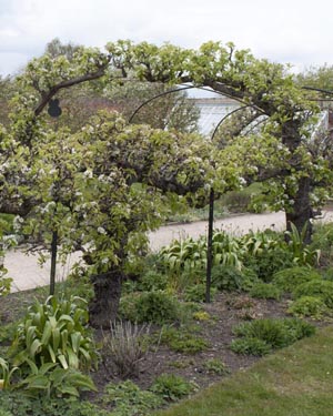 pear arch