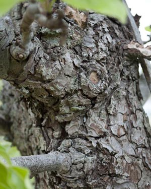 Pear bark