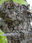 Pear bark, Beningbrough Hall