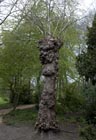 London plane burr