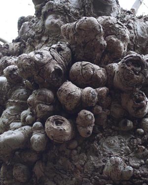 Plane tree burrs