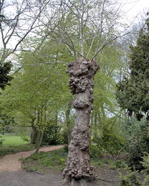 Plane tree burrs