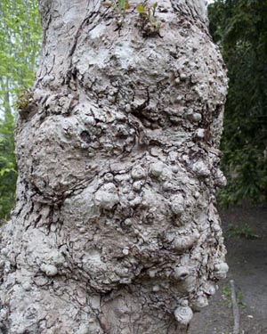 London plane pollard
