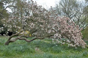Flowering rhododendron