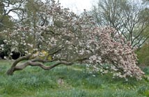 Magnolia 