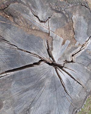 tree stump