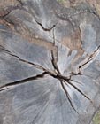 Tree stump 