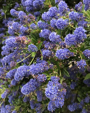 Ceanothus concha