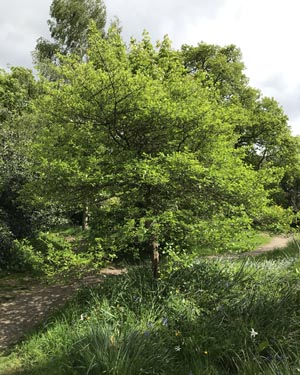 Cockspur hawthorn